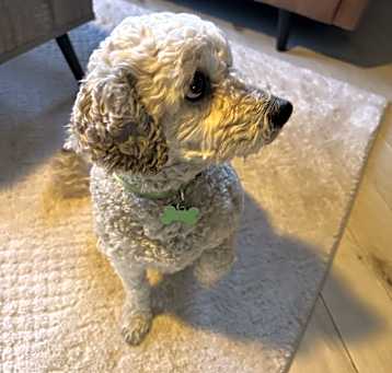 Photo of Ollie
