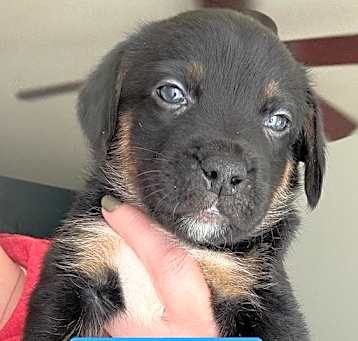 Photo of Lawrence (River Litter)