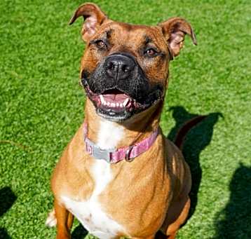 Photo of Penny