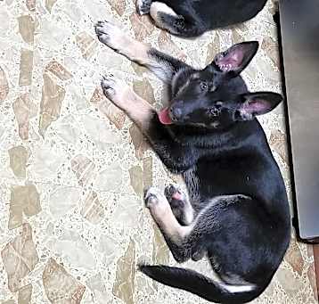 Photo of Thor