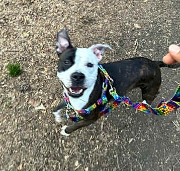 Photo of Patches