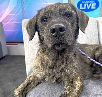 Photo of Scruffy