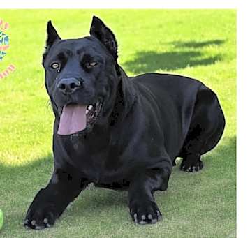 Photo of Kali Girl COH