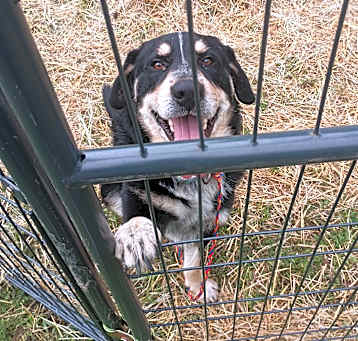 Photo of Banjo