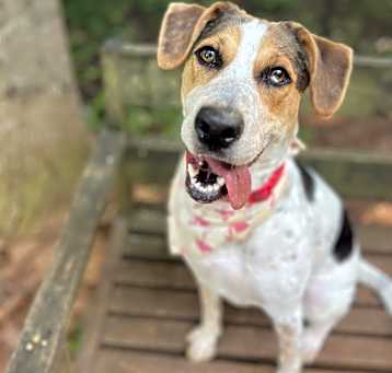 Photo of Marigold