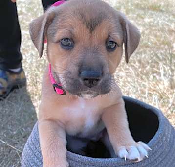 Photo of CINNAMON