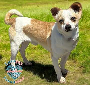 Photo of Manchas COH