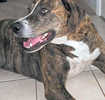 Photo of Sherlock