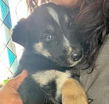 Photo of Puppies