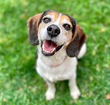 Photo of Pearl - Pending Adoption