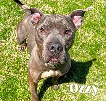 Photo of Ozzy