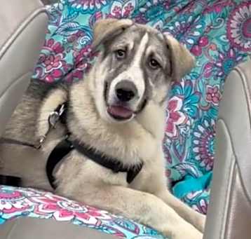 Photo of Ace URGENT