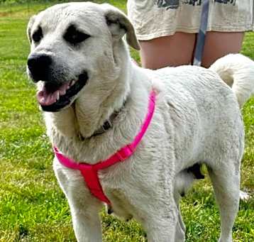 Photo of Allie URGENT