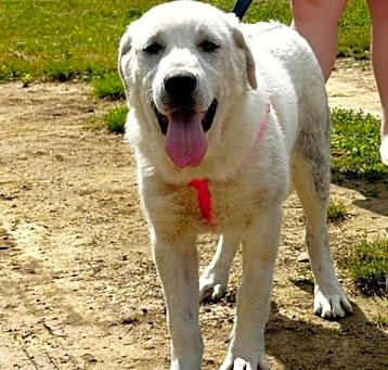 Photo of Abby URGENT
