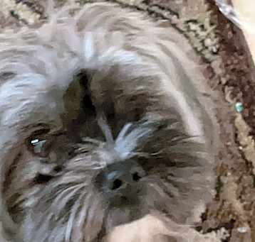 Photo of Toto