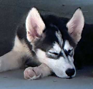 Photo of Peaches