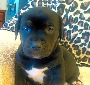 Photo of Puppy Tyro  -  So Ca