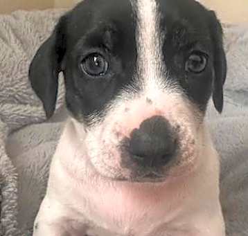 Photo of Puppy Tasha  -  So Ca