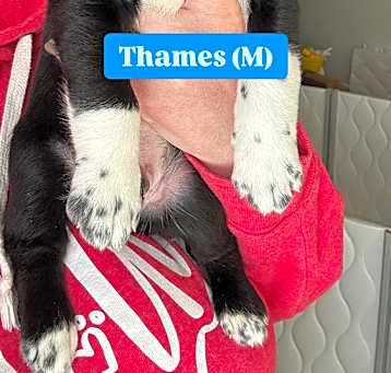 Photo of Thames (River Litter)