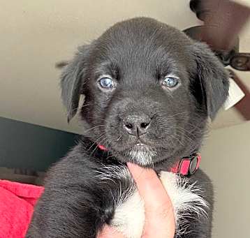 Photo of Murray (River Litter)