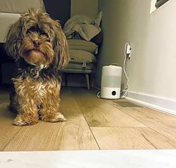 Photo of Tyson