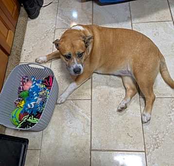 Photo of Tinker