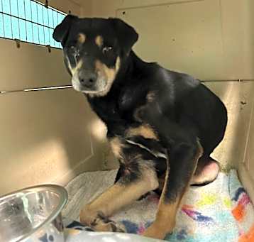 Photo of Vada - Adoptable Awaiting S/N
