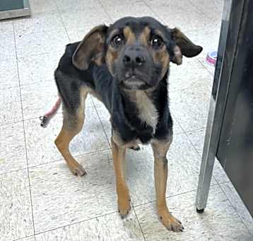 Photo of George Michael - Adoptable Awaiting S/N