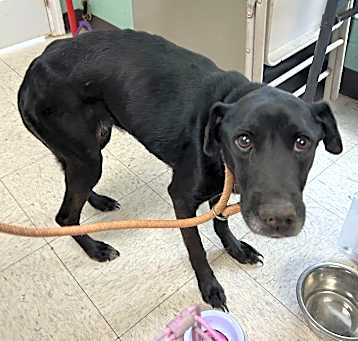 Photo of Tatiana - Adoptable Awaiting S/N