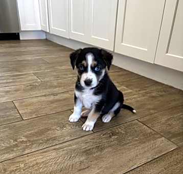 Photo of Luna