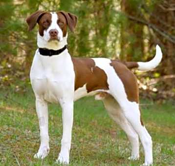 Photo of Scout
