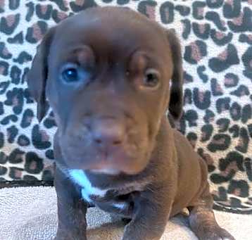 Photo of Puppy Tony  -  So Ca