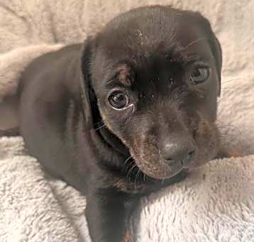 Photo of Puppy Tina  -  So Ca