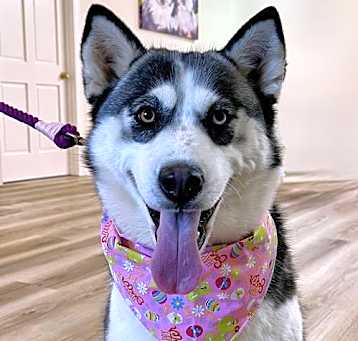 Photo of Akira
