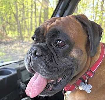 Photo of Rosie