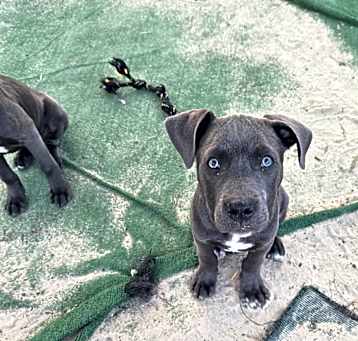 Photo of Maverick
