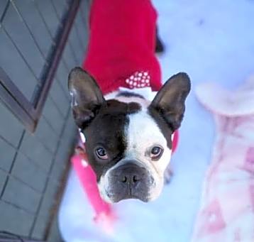 Photo of Buddy