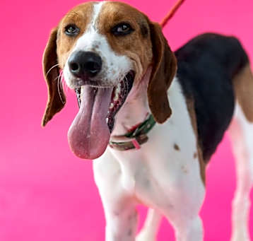 Photo of Chip