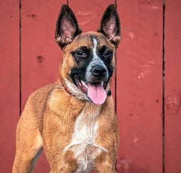 Photo of Tito