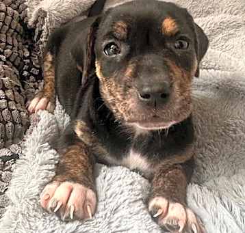 Photo of Puppy Tabitha  -  So Ca