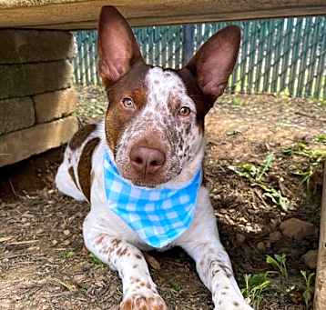 Photo of Hank