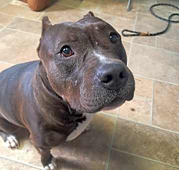 Photo of Stella