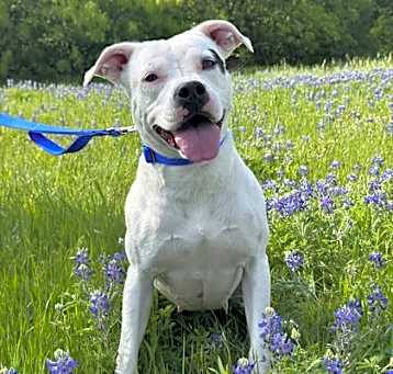 Photo of Cookie