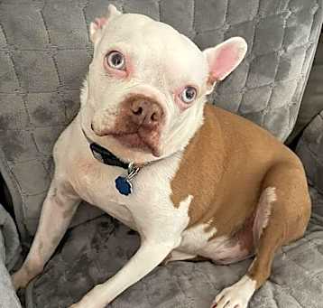 Photo of Scout