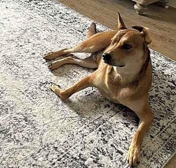 Photo of Biscuit