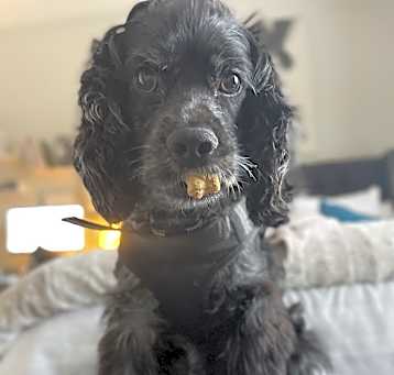 Photo of Onix