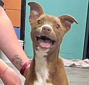 Photo of HAVARTI/URGENT