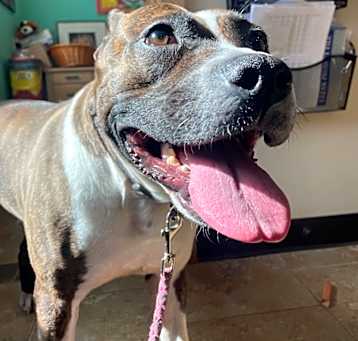 Photo of Lola