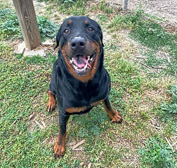 Photo of Goliath