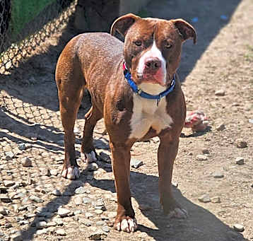 Photo of Whistle